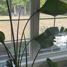 Captain Plant-it
