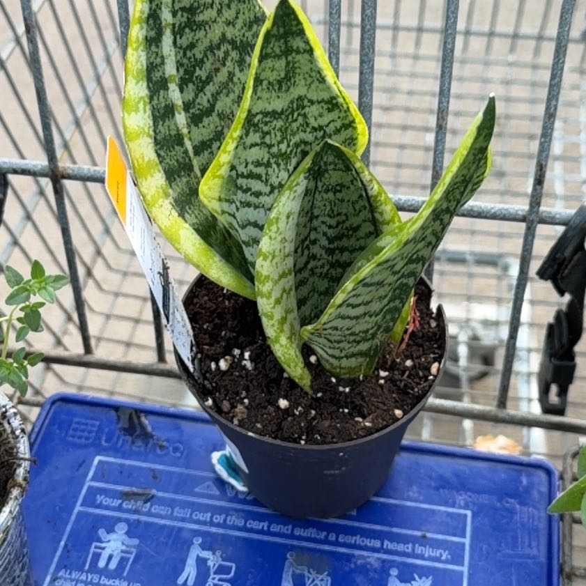 Photo of the plant species Exotic Angel by @PluckyBogmyrtle named Marco on Greg, the plant care app