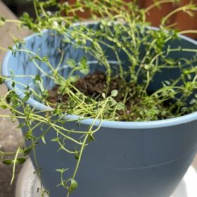 Photo of the plant species English Thyme by @PluckyBogmyrtle named Sproutacus on Greg, the plant care app