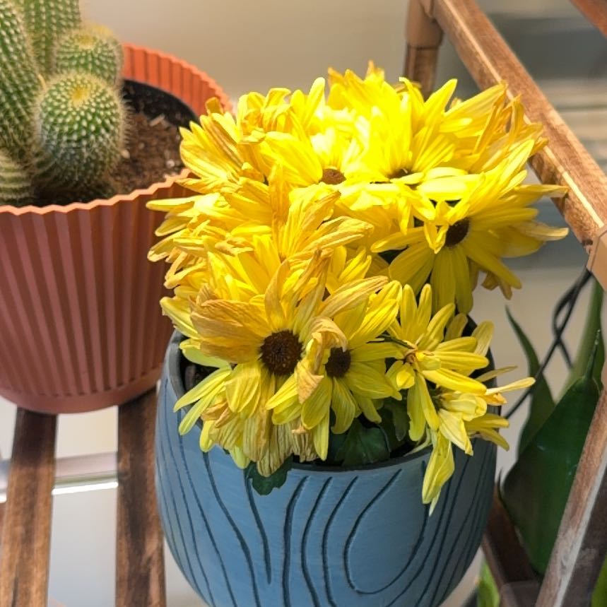 Photo of the plant species Pot Mum 'Swifty Sun' by @StarGermander named Sproutacus on Greg, the plant care app