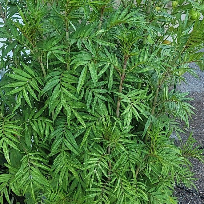 Photo of the plant species Southern Cone Marigold by @SelectLimabean named Forrest on Greg, the plant care app