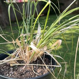 Photo of the plant species Cymbopogon Citratus by @HighDevilshorns named Denali on Greg, the plant care app