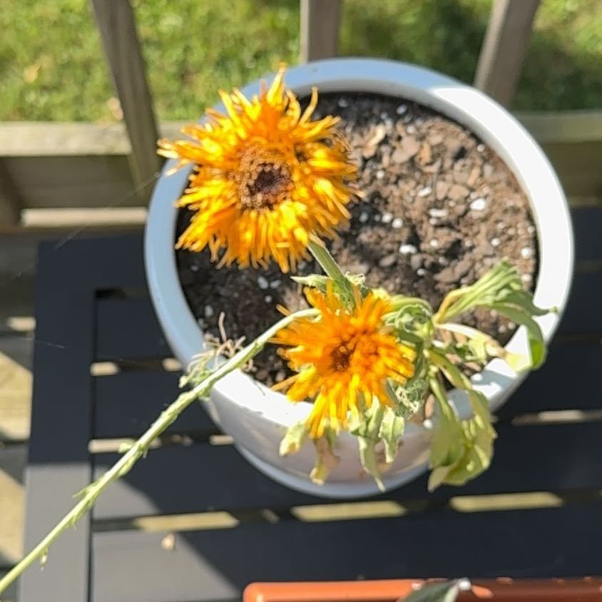 Photo of the plant species Marigold by @HighDevilshorns named Curie on Greg, the plant care app