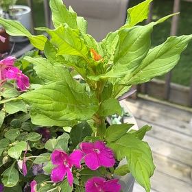 Photo of the plant species Marvel of Peru by @HighDevilshorns named Bella on Greg, the plant care app