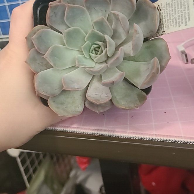 Photo of the plant species Echeveria 'Summer' by @Tapdatrock named Kesha on Greg, the plant care app