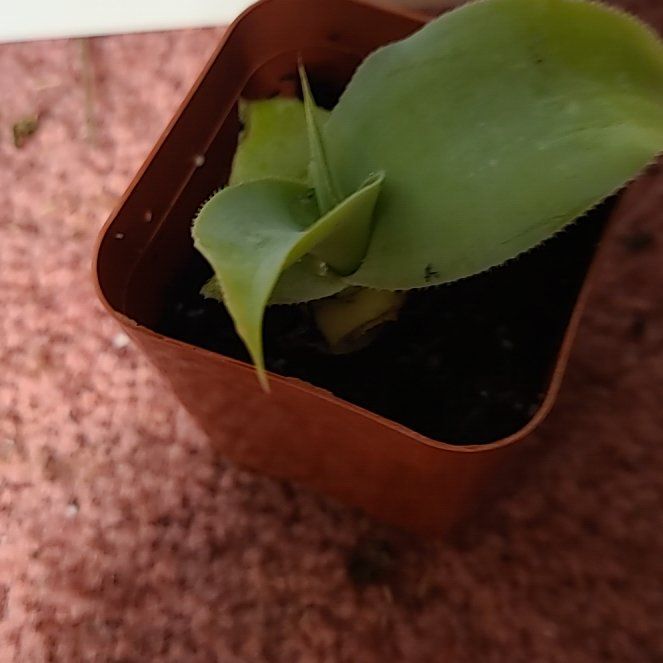 Photo of the plant species Octopus Agave by @Tapdatrock named Sproutacus on Greg, the plant care app