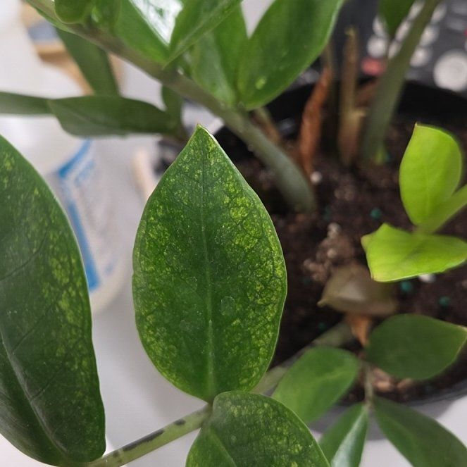 Photo of the plant species chameleon zz by @Tapdatrock named Robert Plant on Greg, the plant care app