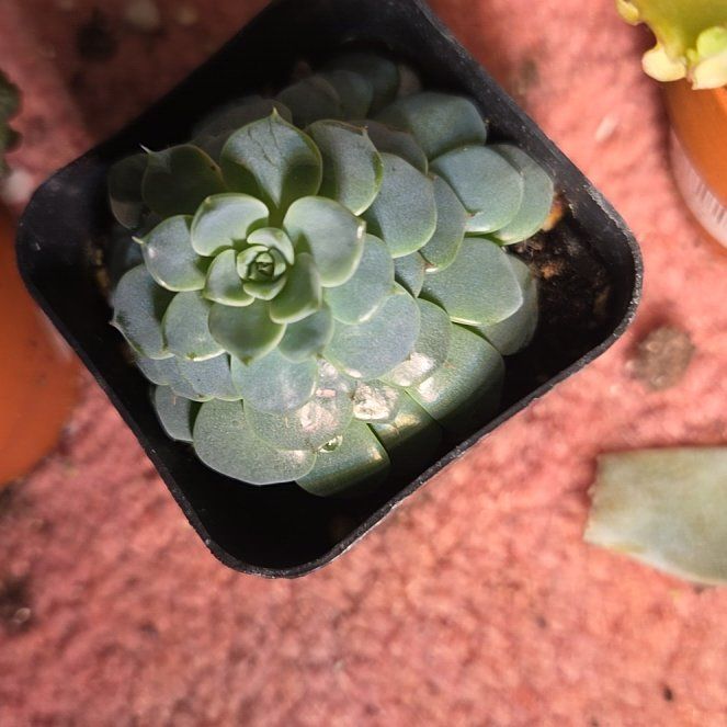 Photo of the plant species Echeveria Minima by @Tapdatrock named Madonna on Greg, the plant care app