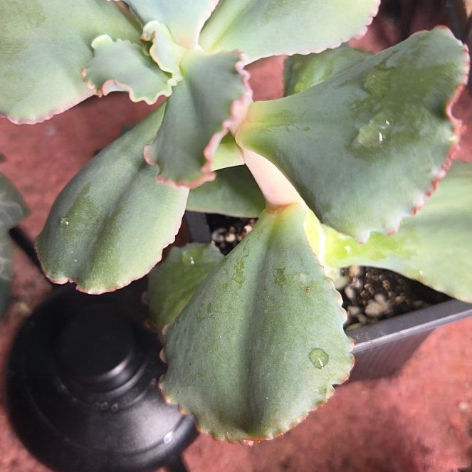 Photo of the plant species Echeveria 'summer' by @Tapdatrock named Bigleef Smalls on Greg, the plant care app