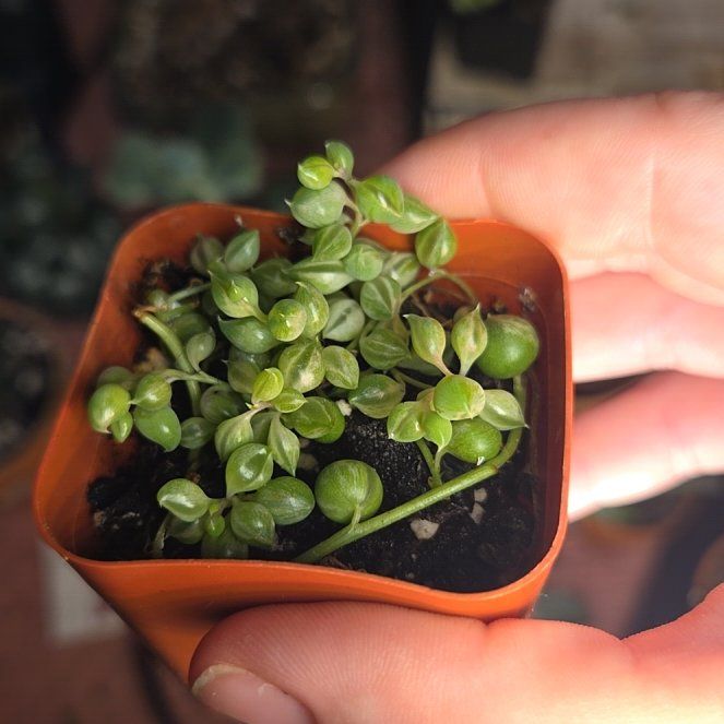 Plant care for Peperface on Greg, the plant care app