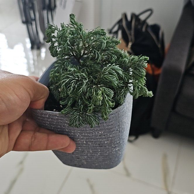 Photo of the plant species Sawara cypress by @RadAraliafabian named Sherlock on Greg, the plant care app
