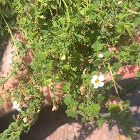 Photo of the plant species Salvia Cistus by @DearRicheyegold named Rainier on Greg, the plant care app