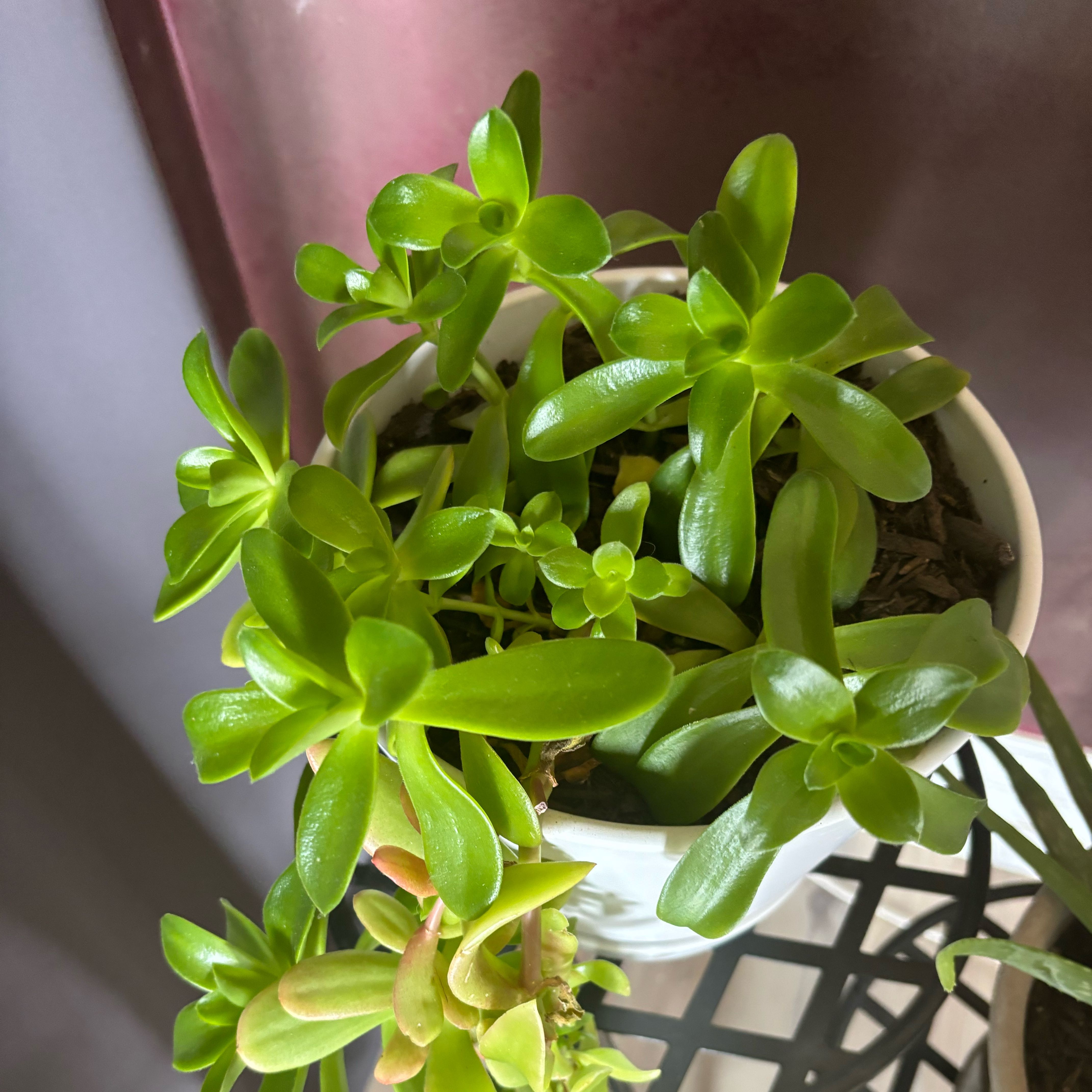 Photo of the plant species Money Maker by @ExemplaryRadish named Wall-E on Greg, the plant care app