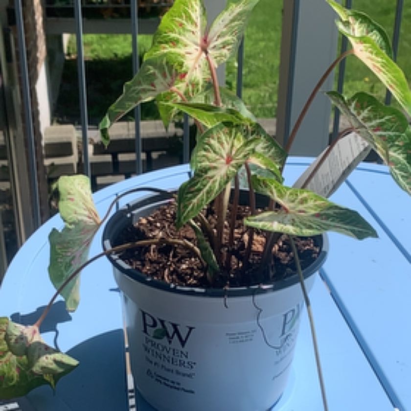 Photo of the plant species Strap Leaf Caladium by @JovialScaldweed named Lola on Greg, the plant care app