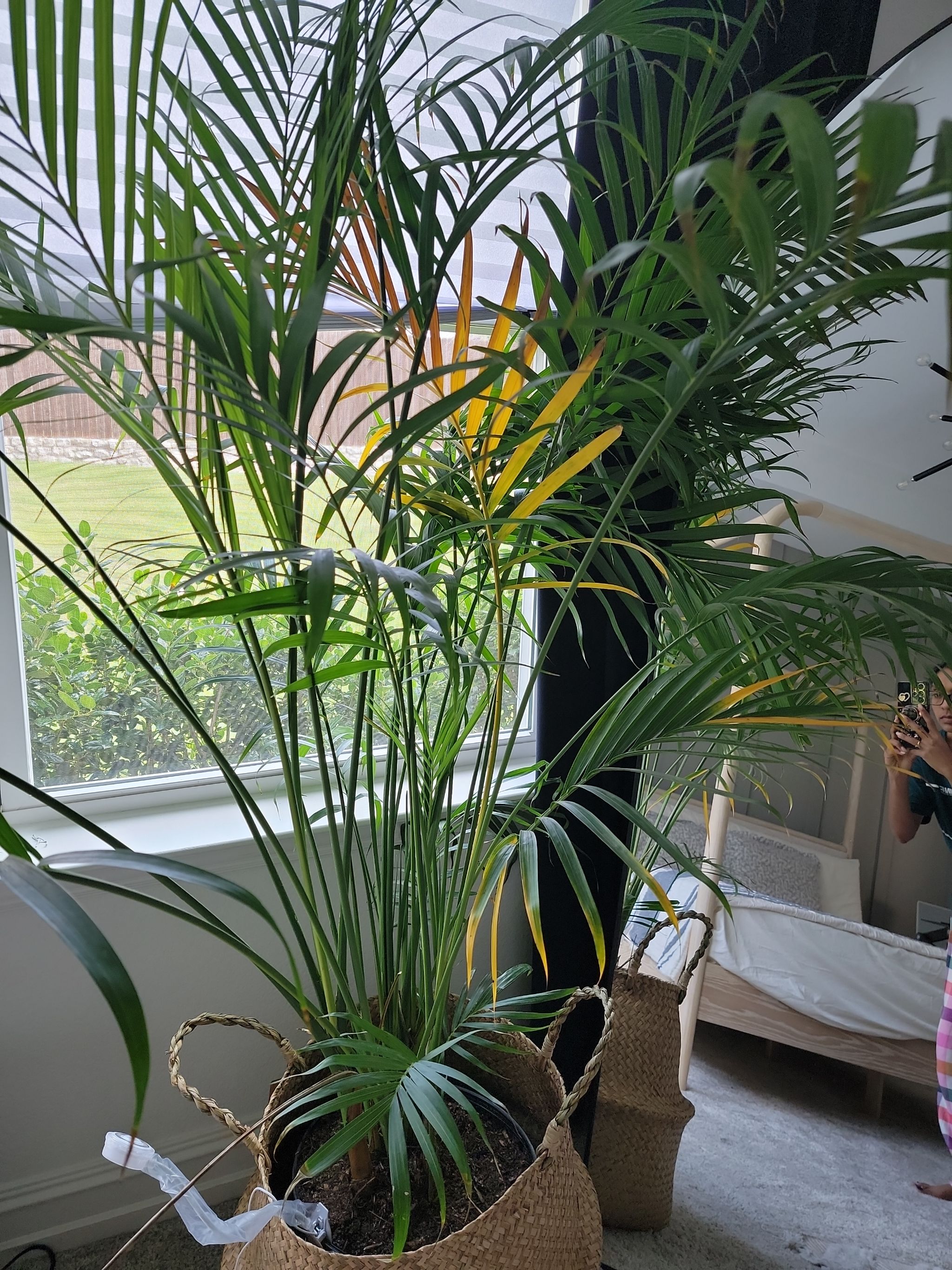 Why Are My Kentia Palm Leaves Droopy? 😔