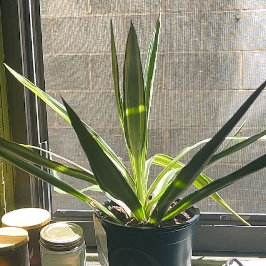Photo of the plant species Yucca. by @NovelPrincetut named Plato on Greg, the plant care app
