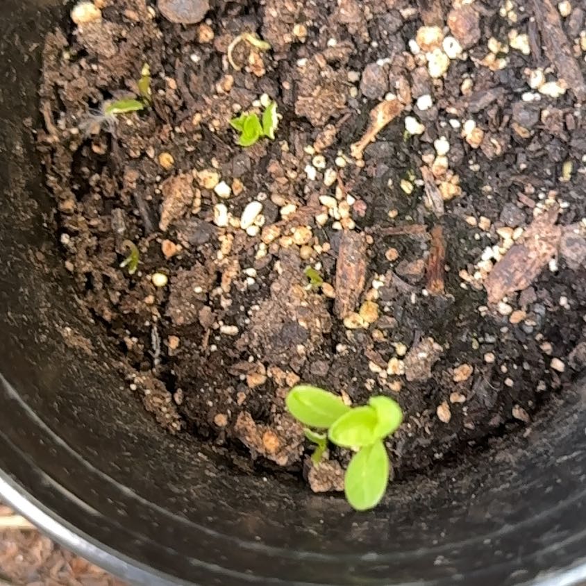 Photo of the plant species Carolina Mosquitofern by @SnazzyApplemoss named Bruce Lee on Greg, the plant care app