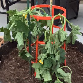 Photo of the plant species Garden Sweet Burpless Cucumber by @GuruSilvermaple named Sherlock on Greg, the plant care app