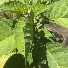 Photo of the plant species Brazil's White Angel Trumpet by @GreatLilliput named Kylie on Greg, the plant care app