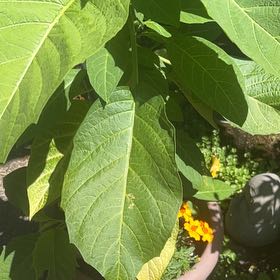 Photo of the plant species Brazil's White Angel Trumpet by @GreatLilliput named Tupot amaroot on Greg, the plant care app