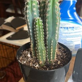 Photo of the plant species Pilosocereus glaucescens by @WiseTexasebony named Miley on Greg, the plant care app