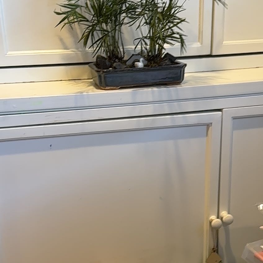 Photo of the plant species Common Reed by @Snackcakes10 named Lola on Greg, the plant care app