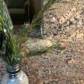 Photo of the plant species Cape May by @Snackcakes10 named Einstein on Greg, the plant care app