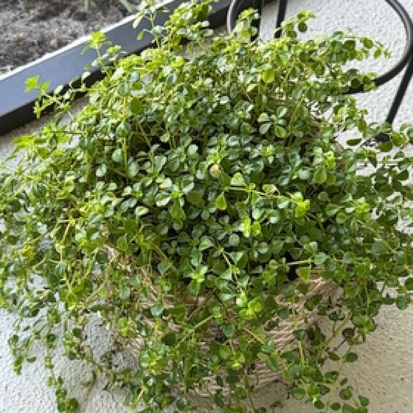 Photo of the plant species Giant Baby Tears by @anna.sinclairr named jamey on Greg, the plant care app