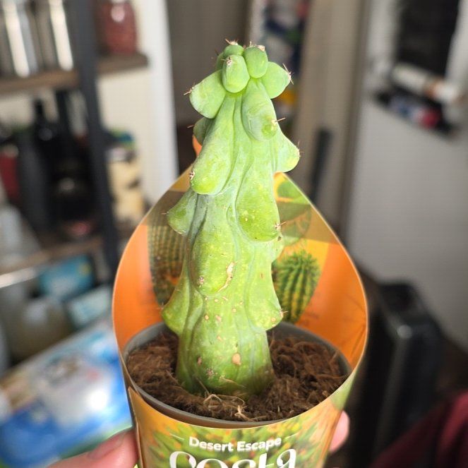 Photo of the plant species Boobie Cactus by @BuffRedpepers35 named Aria on Greg, the plant care app