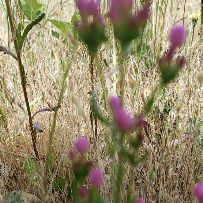 Photo of the plant species Flowering Flax by @RadGreatburdock named Willow on Greg, the plant care app
