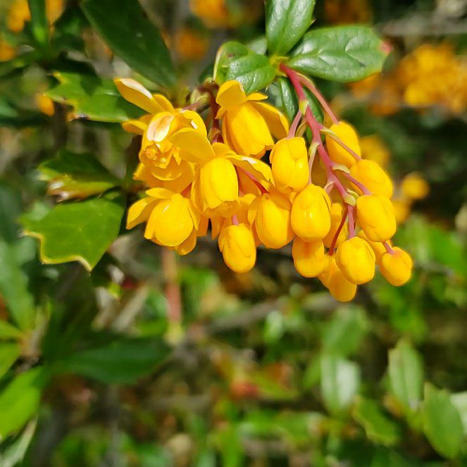 Photo of the plant species Chinese Barberry by @RadGreatburdock named Drake on Greg, the plant care app
