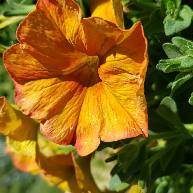 Photo of the plant species Marvel of Peru by @RadGreatburdock named Achilles on Greg, the plant care app