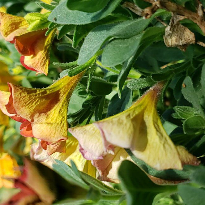 Photo of the plant species Common Bird's-Foot-Trefoil by @RadGreatburdock named Sherlock on Greg, the plant care app