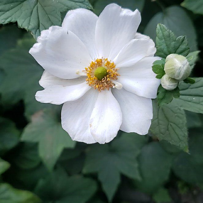 Photo of the plant species Eriocapitella hupehensis by @RadGreatburdock named Oscar on Greg, the plant care app