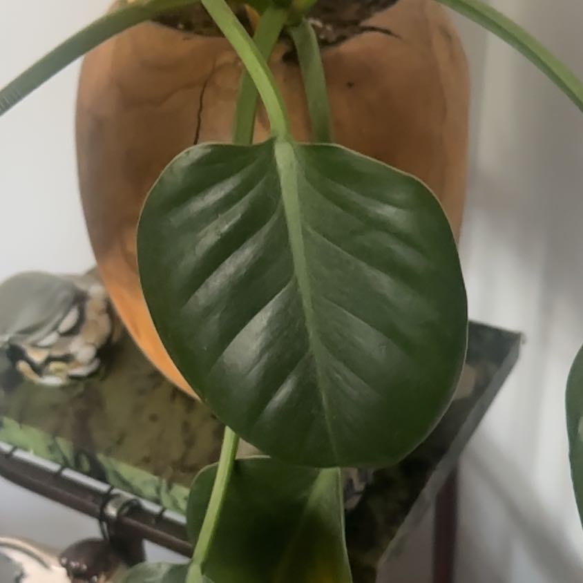 Photo of the plant species Congo Apple Philodendron by @LimberSweetflag named ChloroPhil on Greg, the plant care app