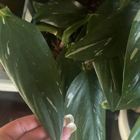 Photo of the plant species Cobra Philodendron by @LimberSweetflag named Baesil on Greg, the plant care app
