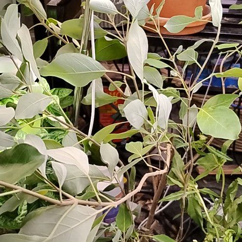 Photo of the plant species Simpleleaf Chastetree by @TrustyDracaena named Emerson on Greg, the plant care app