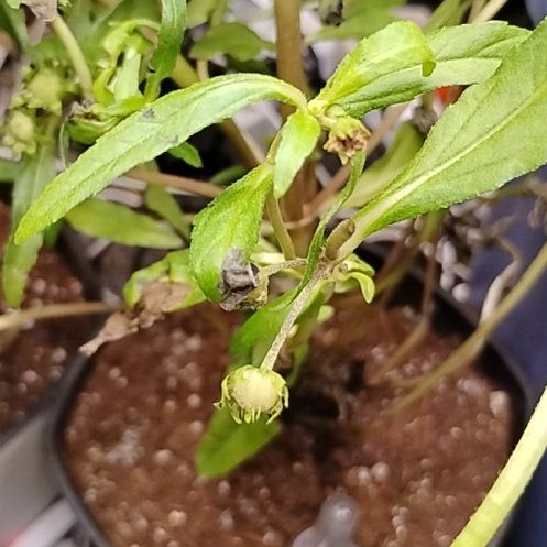 Photo of the plant species False Daisy by @TrustyDracaena named Kylie on Greg, the plant care app