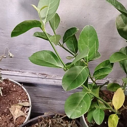 Photo of the plant species Ficus triangularis 'Variegata' by @TrustyDracaena named Miley on Greg, the plant care app