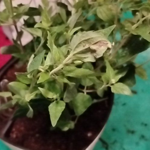 Photo of the plant species Florida Thoroughwort by @TrustyDracaena named ChloroPhil on Greg, the plant care app