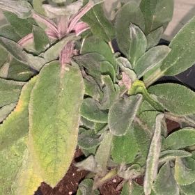 Photo of the plant species Lamb's Ear by @AvidWelwitschia named Chops on Greg, the plant care app