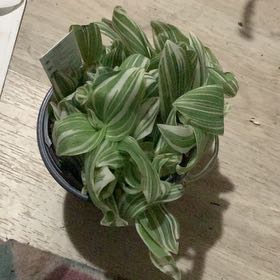 Photo of the plant species Tradescantia 'White Zebra' by @AvidWelwitschia named Tres leche on Greg, the plant care app