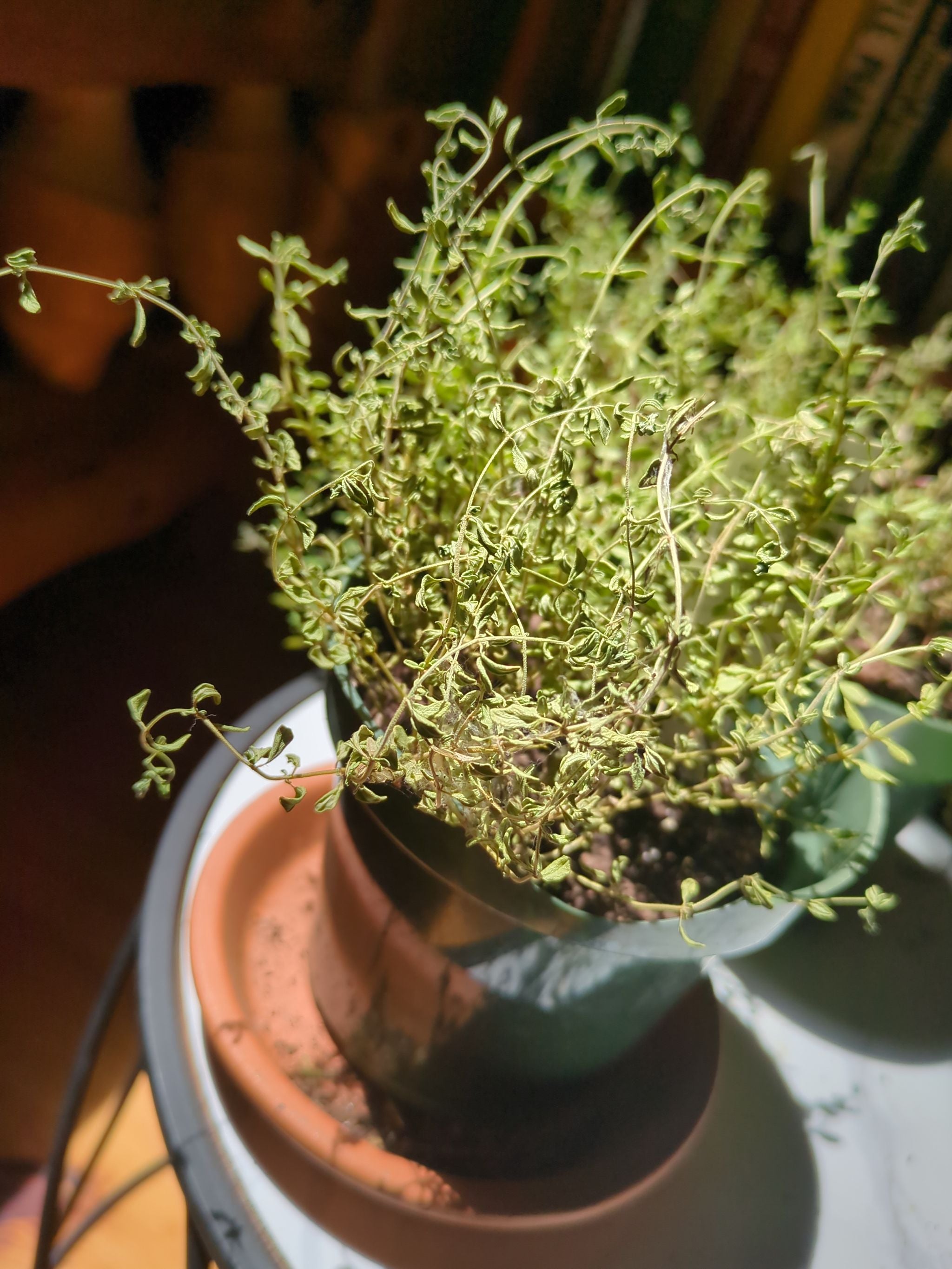 🌸 Top 10 Pot Features Your Red Creeping Thyme Will Love