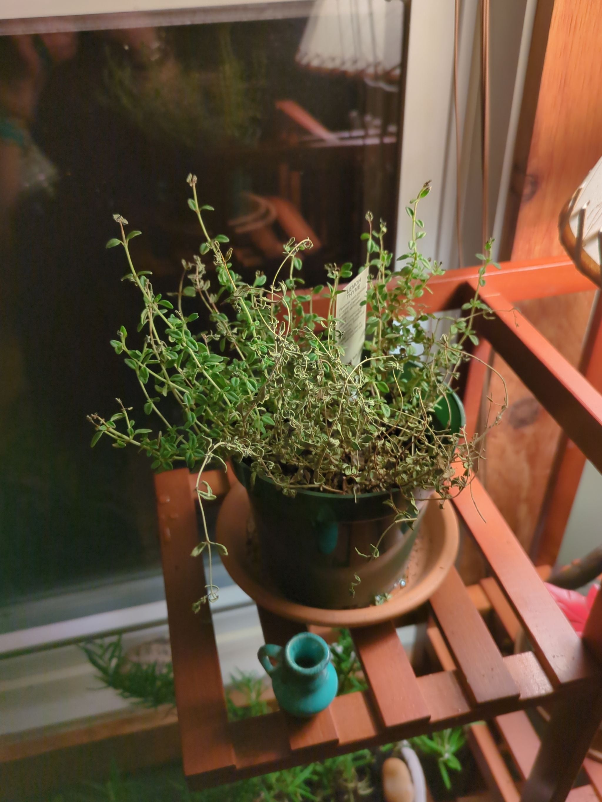 🌸 Top 10 Pot Features Your Red Creeping Thyme Will Love