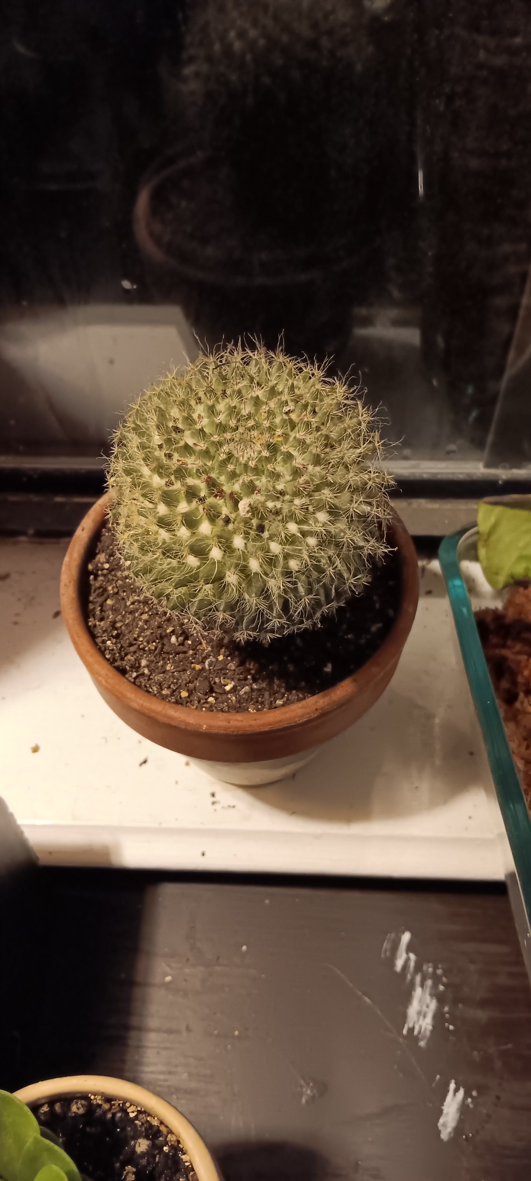 Photo of the plant species Strawberry Cactus by @SugarBabystears named Spike Leaves on Greg, the plant care app