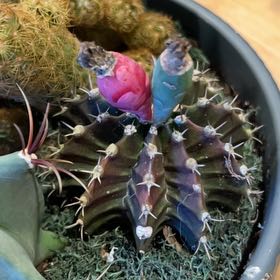 Photo of the plant species Giant Barrel Cactus by @Meli_Murph named Dolores on Greg, the plant care app