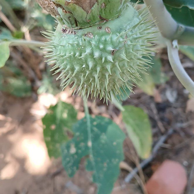 Photo of the plant species Angel's Trumpet by @IdealisticBasil named Figyonce on Greg, the plant care app