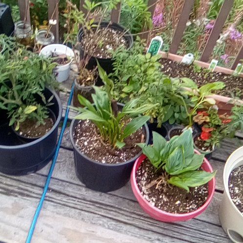 Photo of the plant species Moonflower, moon vine, tropical white morning glory by @VigilantHedera named Mochi on Greg, the plant care app