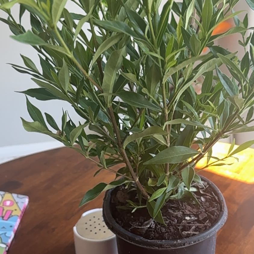 Photo of the plant species Aimee Gardenia by @SaluteIroncross named Austen on Greg, the plant care app