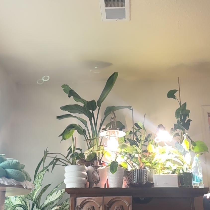Photo of the plant species Monstera by @ManyRiberry96 named Bella on Greg, the plant care app